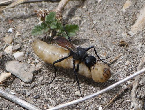Podalonia hirsuta